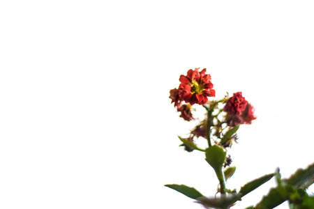 A red house plant on a white backgroundの写真素材