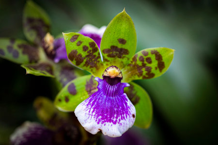 A closeup shot of beautiful flowersの写真素材