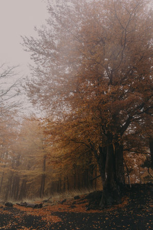 A vertical shot of a foggy day in an autumn forestの写真素材