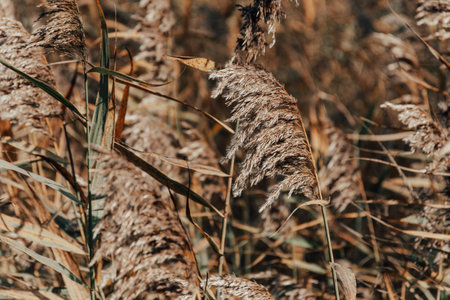 Close-up neutral colors photo of seed ears of reed plants in field.の写真素材