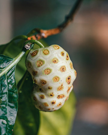 A closeup of noni fruit on a tree