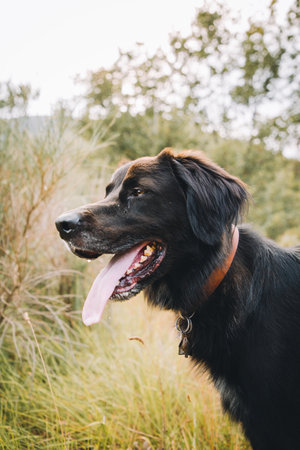 A vertical shot of a black dog with tongue sticking outの写真素材