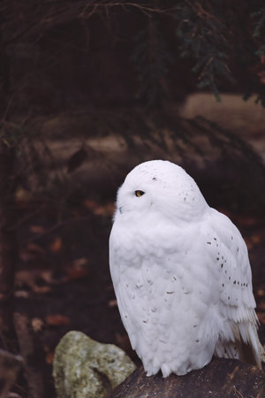 A Shallow focus of a white snowy owl in the dark backgroundの写真素材
