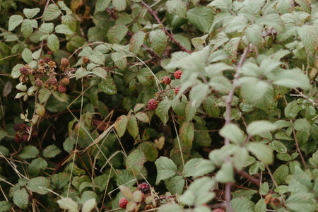 A wild growing green blackberry bush