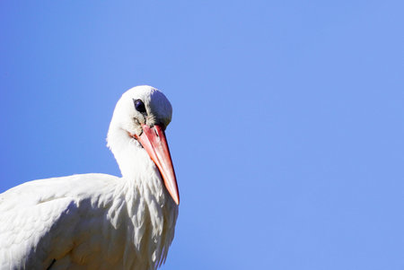 A closeup shot of a stork on blue sky background.の写真素材