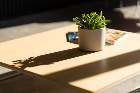 A table with a potted plant and shadows from a windowの写真素材