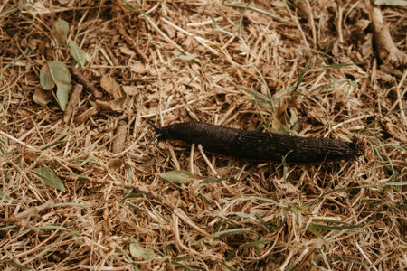 A closeup shot of a long slug on dry grassの写真素材