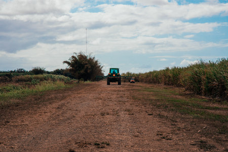 A machine harvesting sugar cane in a fieldの写真素材