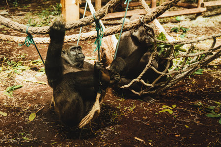 Two gorillas holding on from ropes