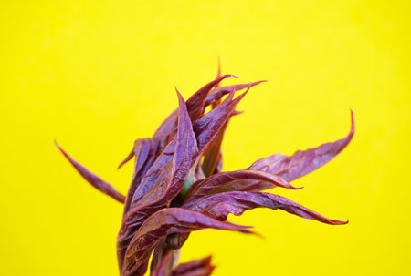 A closeup shot of purple leaves of peonies plant isolated on a yellow background
