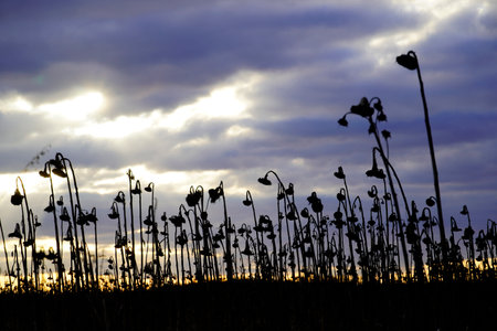 Dried sunflower field in winter, as a dark silhouette at sunset in the eveningの写真素材