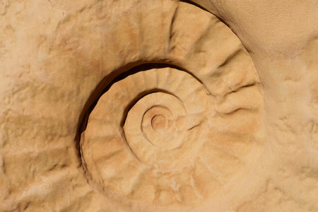 A closeup shot of fossils as a brown backgroundの写真素材