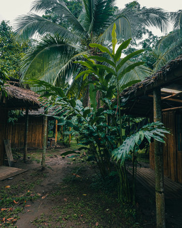 A palm tree between straw housesの写真素材