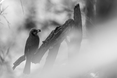 A grayscale shot of a drongo perched on a branchの写真素材