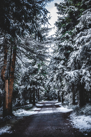 A vertical shot of pathway amidst snow-covered trees during winterの写真素材