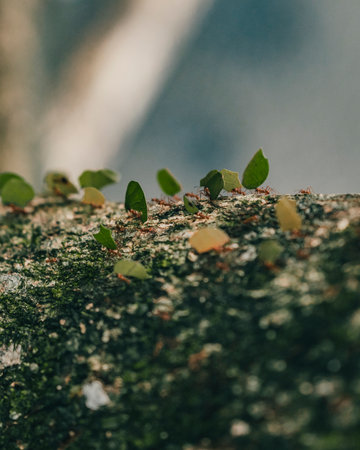 A closeup of ants carrying leaves