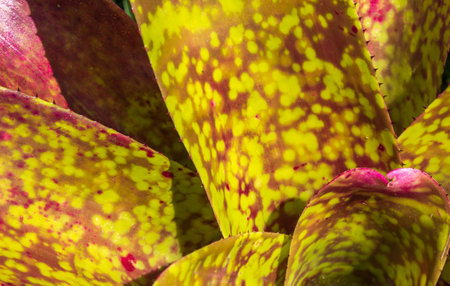 The green and reddish leaves and petals of a bromeliad flowerの写真素材