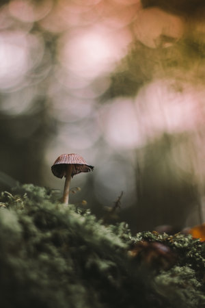 A vertical selective focus shot of a mushroom growing in the nature