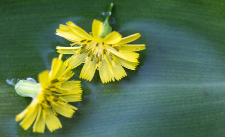 A closeup of a Nippleworts plantの写真素材
