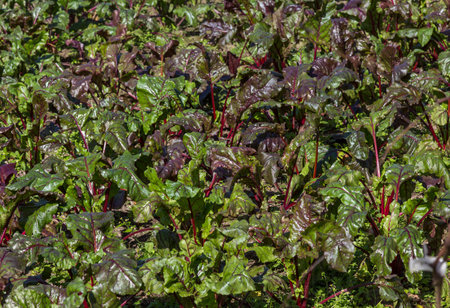 A closeup shot of beet leaves in a garden