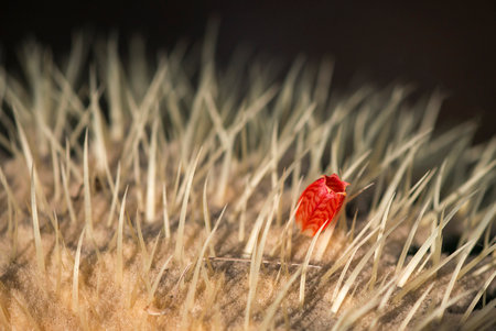 A closeup shot of cactus blossom in the botanical garden