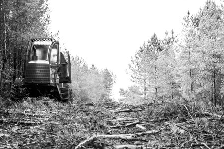 A scenic black and white shot of a tree cutting machine in the fore