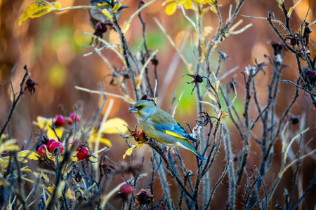 A small bird with beautiful and colorful feathers sitting on dried plants outsideの写真素材