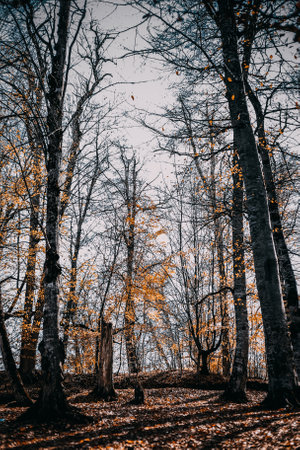 A vertical shot of a forest covered in dried leaves and bare trees in autumn in Dilijan, Armenia