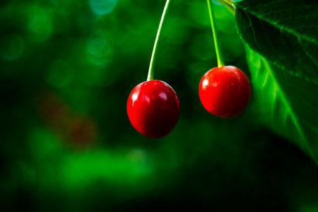 A close-up shot of cherries isolated on the green blurred backgroundの写真素材