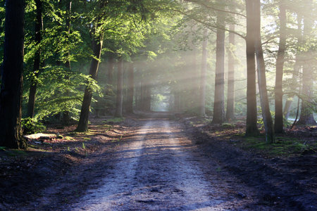 A beautiful view of a mysterious forest with rays of sun shining through