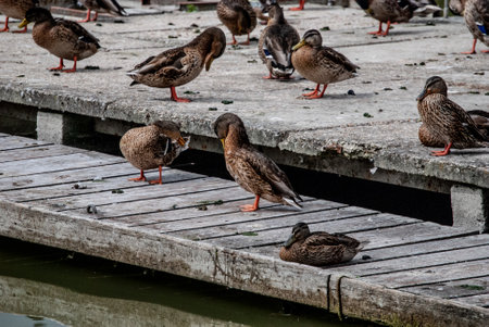 A closeup of Domestic ducks on the shore of the waterの写真素材
