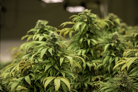 A selective of indoor cannabis farm