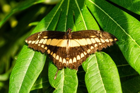 A closeup of a butterfly on a green leaf