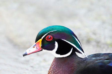 A closeup shot of a colorful Wood duck
