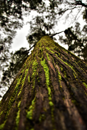 A low angle shot of a mossy tree trunk
