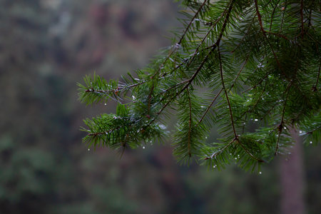 A closeup shot of a pine tree branch with rain droplets