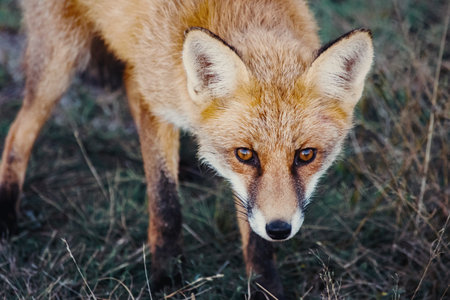 A view of a beautiful furry fox in the forest