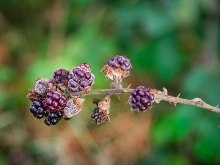A selective focus shot of a dry branch of blackberriesの写真素材