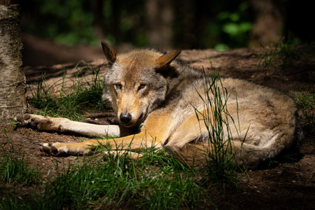 A closeup shot of a gray wolf having a rest in the shade of the forest