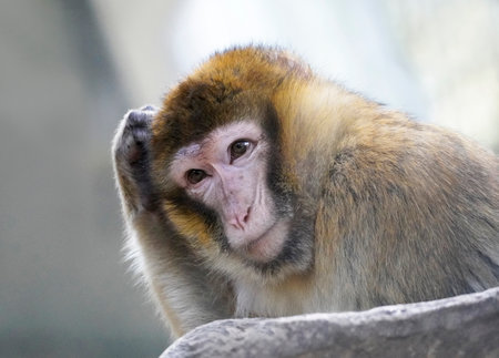 A closeup shot of a Barbary macaque