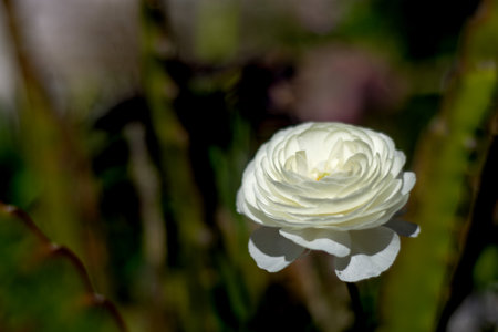 A white rose isolated in a garden