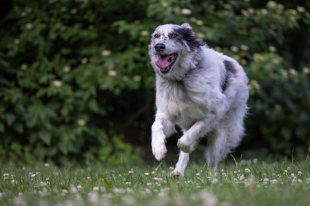 A Maremmano mix breed sheepdog dog running on a green meadowの写真素材