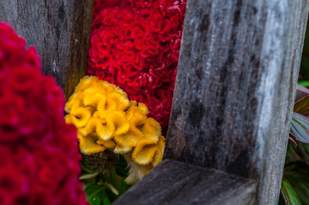 A closeup of yellow Cockscomb flower between pink ones