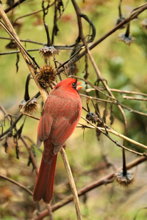 A vertical shot of a red Cardinal perched on a wooden branch on a blurred backgroundの写真素材