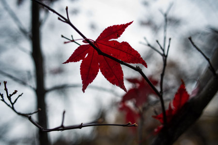 A shallow focus shot of the red autumn leaves