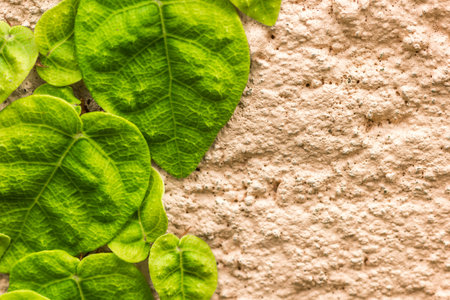 A closeup shot of green ivy leavesの写真素材