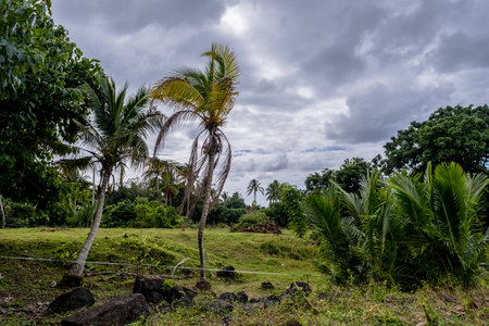 Palm Trees Blowing Wind - Sainte Rose, Reunion