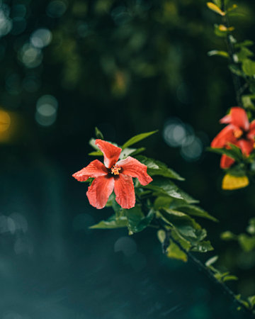 A closeup of a red hibiscus with water drops in a gardenの写真素材