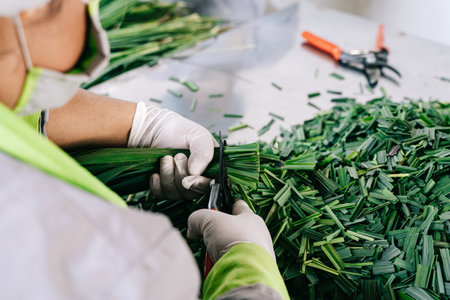 A selective focus shot of a farmer cutting lemongrass in Ecuador