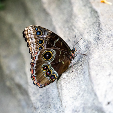 A closeup of a butterfly on a stone